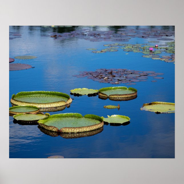 Affiche Lilypad (Devant)