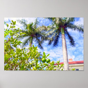 Affiche Limequats en Floride