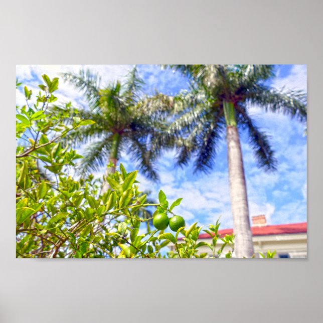 Affiche Limequats en Floride (Devant)