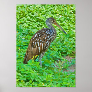 Affiche Limpkin, copie d'oiseau de marais