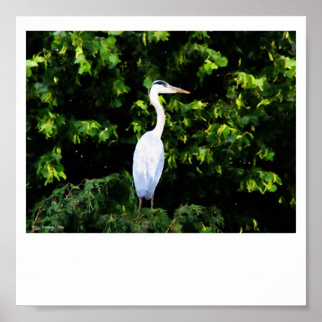 Affiche L'impression d'oiseaux blancs (Devant)