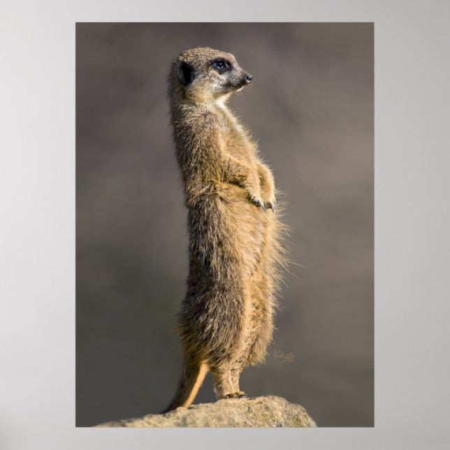 Affiche L'impression sentinelle (Devant)