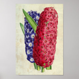Affiche Lina botanique vintage & Argus Oriental Hyacinth
