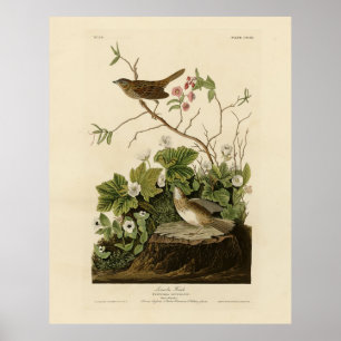 Affiche Lincoln Finch (Bruant) Audubon's Birds of America