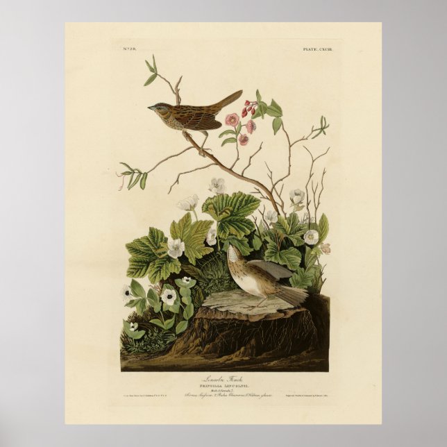 Affiche Lincoln Finch (Bruant) Audubon's Birds of America (Devant)