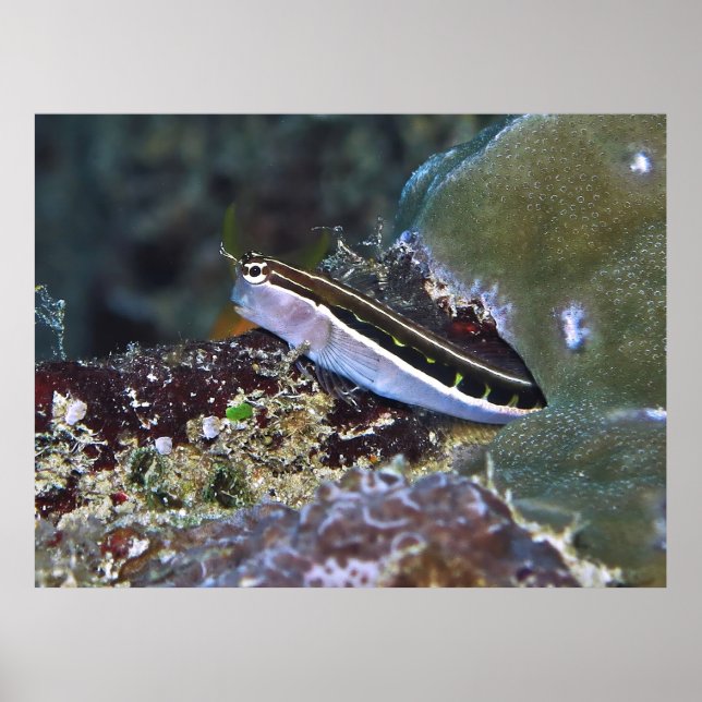 Affiche Linear Blenny (Devant)