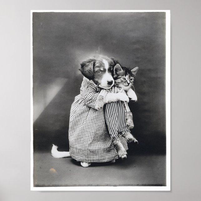 Affiche L'Infirmière Chaton Chaton Harry Whittier Libère 1 (Devant)