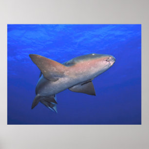 Affiche L'infirmière requin dans le bleu