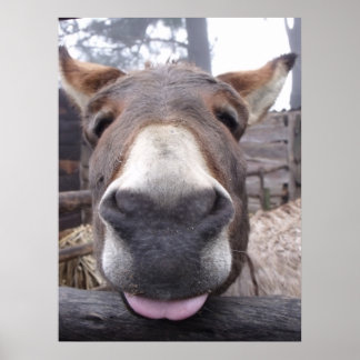 Affiche Linha Animal - Arre burriquito