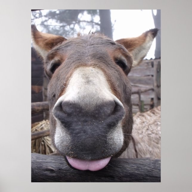 Affiche Linha Animal - Arre burriquito (Devant)