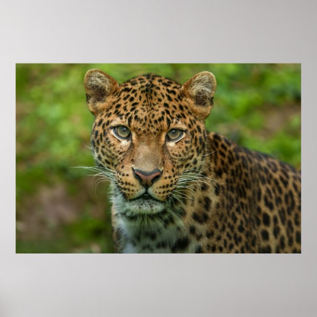 Affiche L'intensité de Jaguar (Devant)