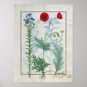 Affiche Linum, pavots cultivés et Abrotanum