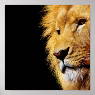 Affiche Lion