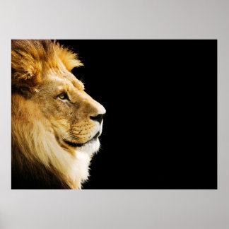 Affiche Lion