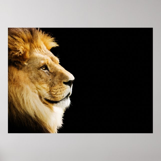 Affiche Lion (Devant)