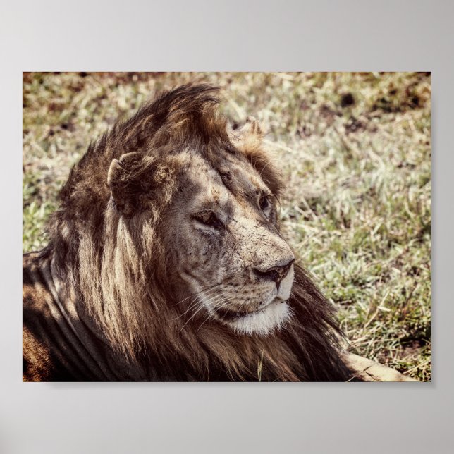 Affiche Lion (Devant)