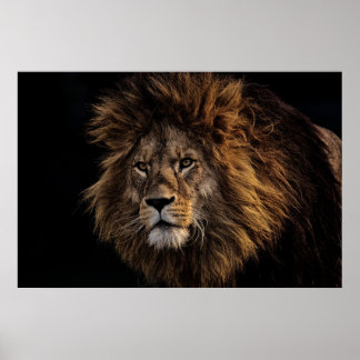 Affiche Lion