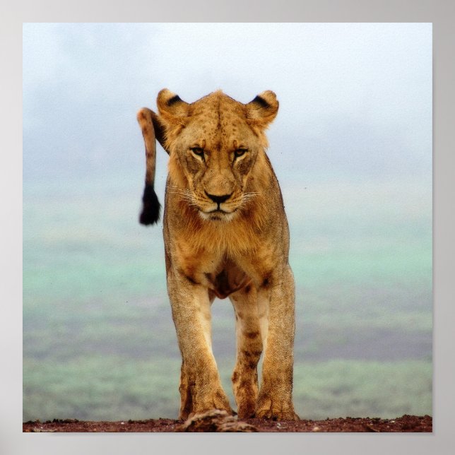 Affiche Lion (Devant)
