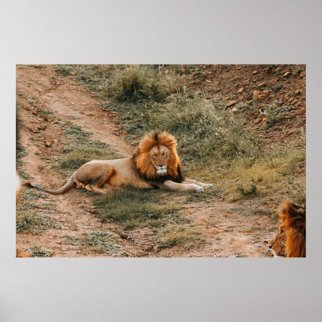 AFFICHE LION (Devant)