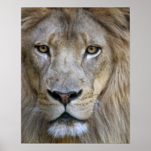Affiche Lion adulte mâle au zoo de Sacramento, CA