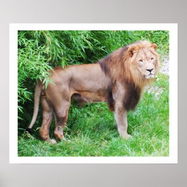 Affiche Lion animal sauvage (Devant)