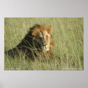 Affiche Lion au repos