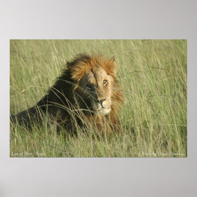 Affiche Lion au repos (Devant)