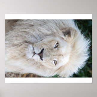 Affiche Lion blanc