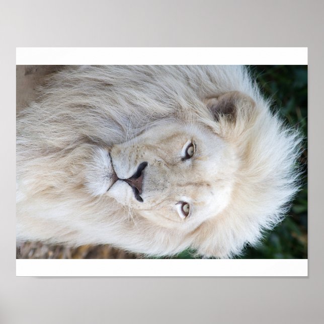 Affiche Lion blanc (Devant)