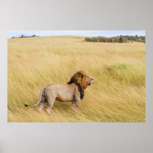 AFFICHE LION BROWN SUR LE CHAMP GRASS EN JOURNÉE