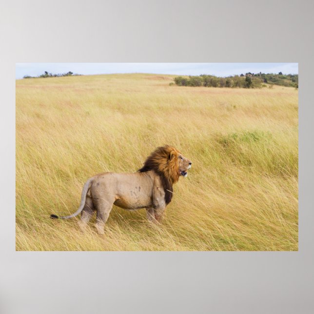 AFFICHE LION BROWN SUR LE CHAMP GRASS EN JOURNÉE (Devant)