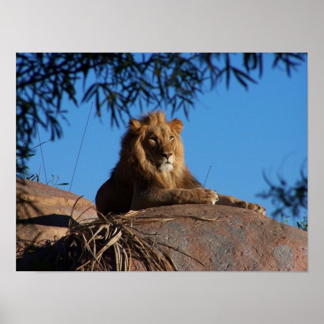 Affiche Lion coucher du soleil (Devant)