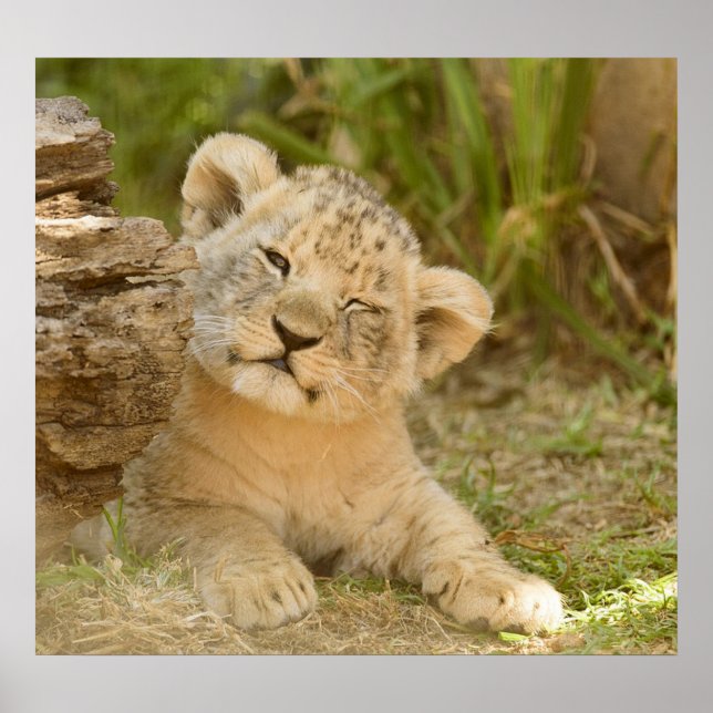 Affiche Lion Cub (Devant)
