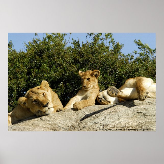 Affiche Lion Cub (Devant)