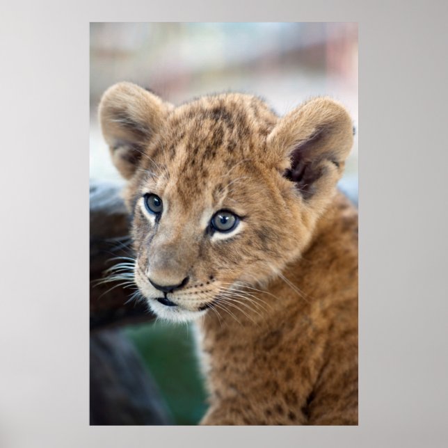 Affiche Lion Cub (Devant)