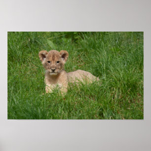 Affiche Lion Cub Dans L'Herbe