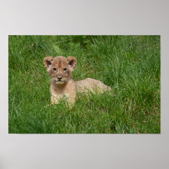 Affiche Lion Cub Dans L'Herbe (Devant)