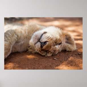Affiche Lion CUB de sommeil des images de Getty