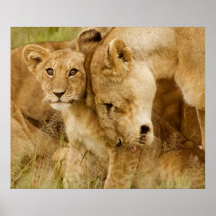 Affiche Lion Cub & Mother