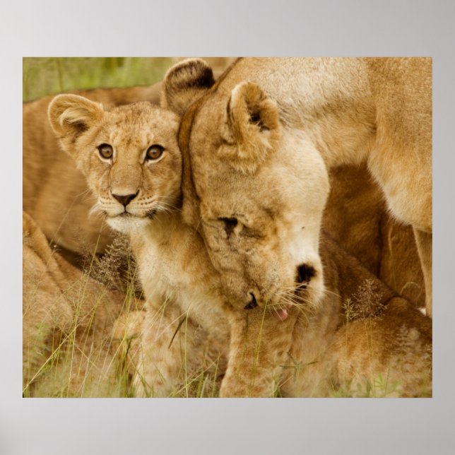 Affiche Lion Cub & Mother (Devant)