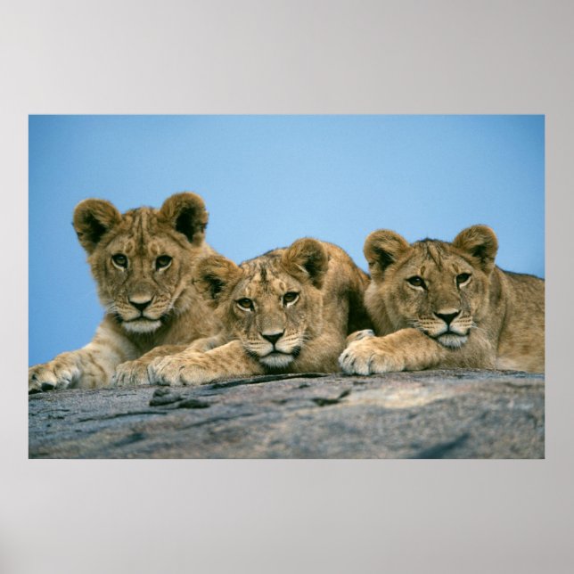 Affiche Lion Cubs (Devant)