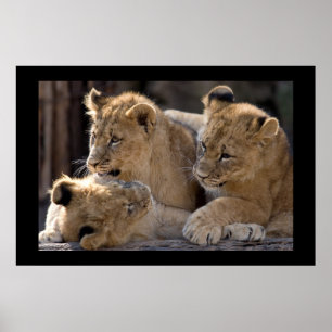 Affiche Lion Cubs