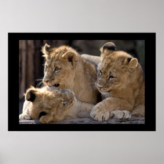Affiche Lion Cubs