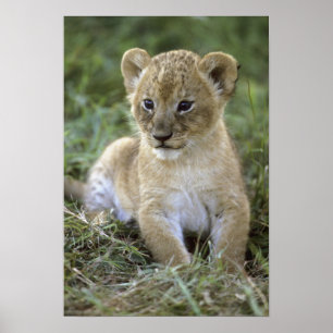 Affiche Lion d'Afrique, Panthera leo), Tanzanie,