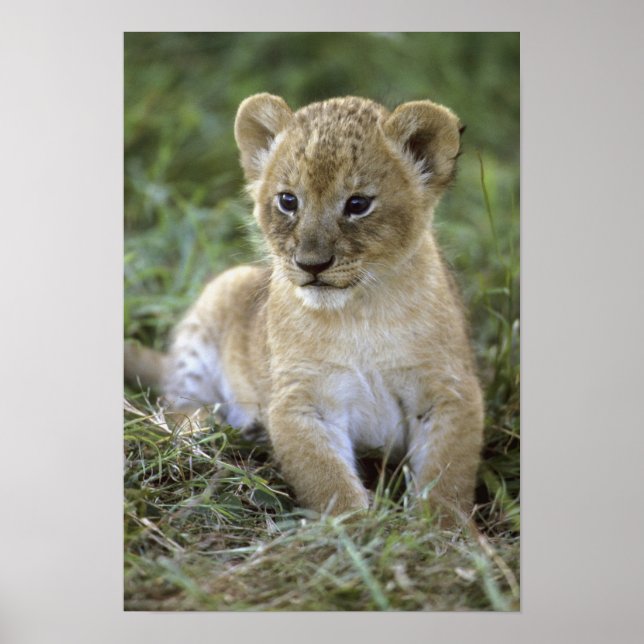 Affiche Lion d'Afrique, Panthera leo), Tanzanie, (Devant)