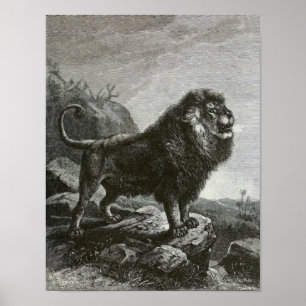 Affiche Lion de Barbarie
