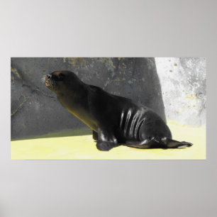 Affiche Lion de mer