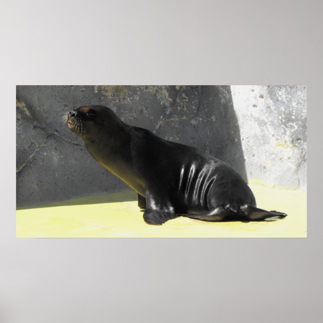 Affiche Lion de mer (Devant)