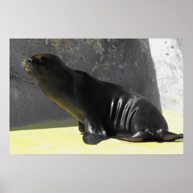 Affiche Lion de mer assis (Devant)