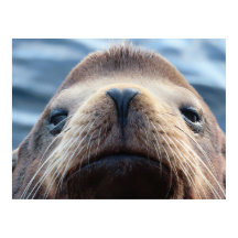 Lion de mer avec un nez en forme de coeur